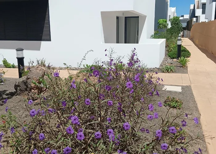 Aulaga * Villaverde (Fuerteventura)