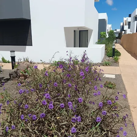 Aulaga * Villaverde (Fuerteventura)